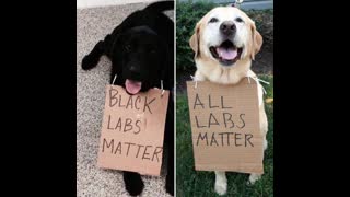 Black labs matter