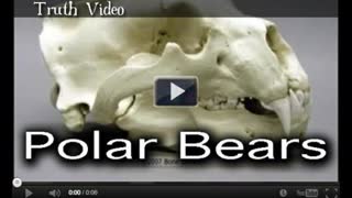 Polar Bears (Scott Roberts)