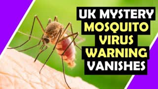 Mystery UK MOSQUITO VIRUS WARNING / Hugo Talks #lockdown