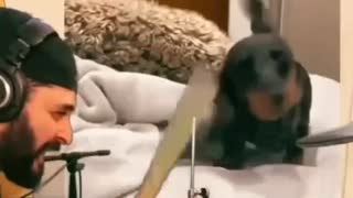 Ear Flapping Wiener Dog Drummer