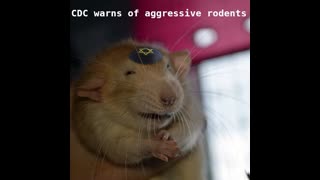 CDC rat meme