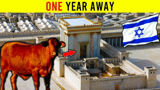 THEY'RE ALMOST READY!! Red Heifer Update 2023 | Red Heifer Prophecy | Third Temple Update 2023