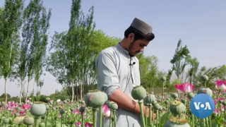 Afghan Opium Cultivation Exploding Under Taliban Rule | VOANews