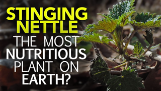 Stinging Nettle â€” The Most Nutritious Plant On Earth?