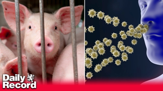 First human case of swine flu detected in UK as rare H1N2 strain spreads from pigs