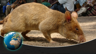 Africas mine sweeping Giant Rats