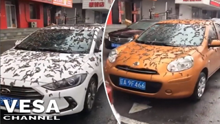 Worms falling from the sky in Liaoning, China