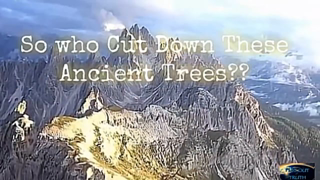 Who Cut Down The Trees.mp4