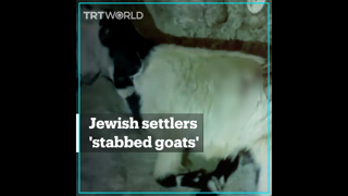 Jewish settlers 'stabbed goats in the occupied West Bank'