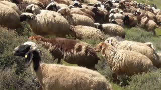 Terrorist from Havat Mor outpost sicks attack dog on Palestinian herd of sheep