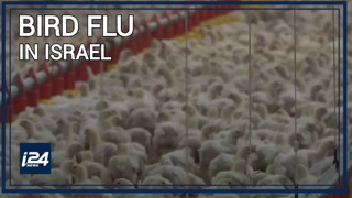 Bird flu in Israel: 'Worst ecological disaster'