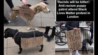 'Racists will be bitten' puppy patrol attends (((jewish funded blm))) protest