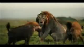 LIONS and (((HYENAS)))