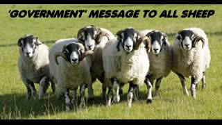 URGENT MESSAGE TO THE SHEEP FROM GOVERNMENT