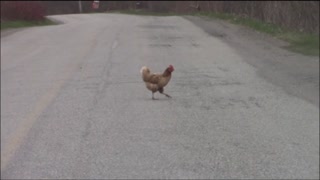 WHY DID THE CHICKEN CROSS THE ROAD?... CASE CLOSED!