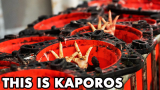 This Is Kaporos