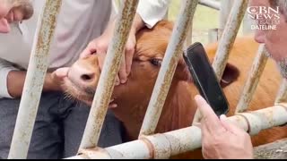 â£RED HEIFERS' ARRIVAL IN ISRAEL