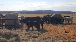 American Cattle Rancher Explains Russia/Ukraine