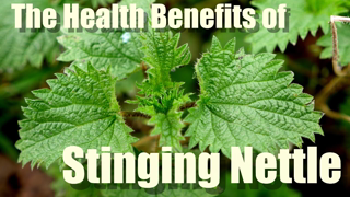 Lost knowledge 2. STINGING NETTLES. HEALTH BENEFITS OF STINGING NETTLE