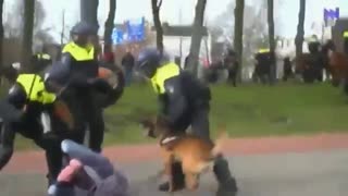 Bring a Baton.The Dutch just like Palestine When Police & Their Dogs Brutally Attacked Protestors In Holland In April 2021