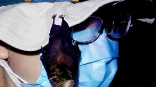 WORLD EXCLUSIVE: Footage proves bats were kept in Wuhan lab