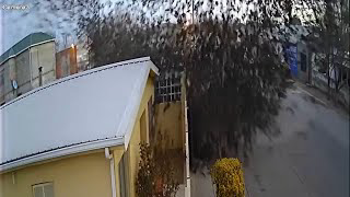 Flock of birds suddenly fall from the sky in Mexico