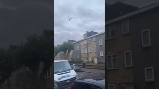 Anti-Semitic Seagull Attack!