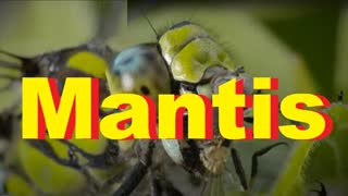 Mantis