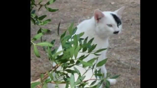 CATS THAT LOOK LIKE HITLER 2