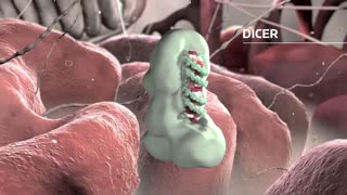 Gene Silencing by microRNAs