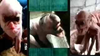 Bizarre Dog Pig Monkey Human hybrid & other poor creatures