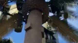 5G - Dead Bees Around the Antenna Disguised As Palm Tree Cali