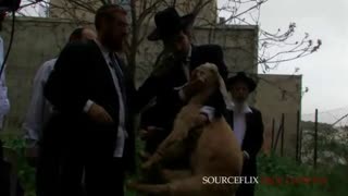 GRAPHIC: Jewish goat sacrifice on passover 2008