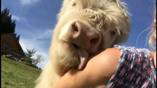 COWS acting like PUPPIES