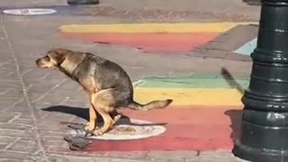 Good Boy Takes a shit on a pride flag in the street