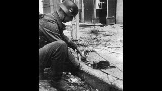 Waffen-SS Soldier helping two cats