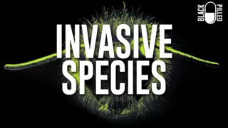 Black Pilled - Invasive Species