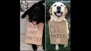 Black labs