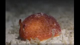 Mysteries of the Sea with HECTOR - Sea Slugs