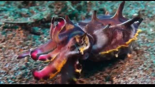 Mysteries of the Sea with HECTOR - Cuttlefish