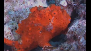 Mysteries of the Sea with HECTOR - Frogfish