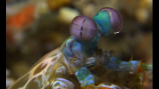 Mysteries Of The Sea - Mantis Shrimp