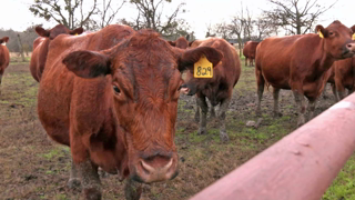 The Texas Goys breed the Jewish Messiah - The Kosher 10th Red Heifer for the turd Temple