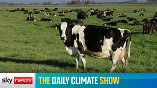 Daily Climate Show: New Zealand proposes taxing farm animal emissions