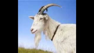 Why jews hate the Pagan Goat