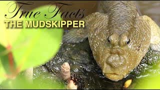 TRUE FACTS ABOUT THE MUDSKIPPER