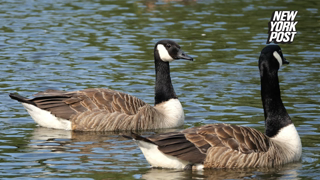 Springfield, Ohio, man reported Haitian migrants snatching geese out of park just 2 weeks ago