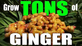 How to grow a TON of Ginger from store-bought Ginger Root!