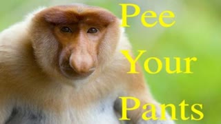 YOU WILL PEE YOUR PANTS!