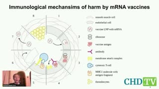 PROF SUCHARIT BHAKDI EXPLAINS KEVIN MCKERNAN FINDINGS ?